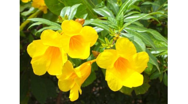 Đặc điểm và ý nghĩa của cây hoa huỳnh đệ