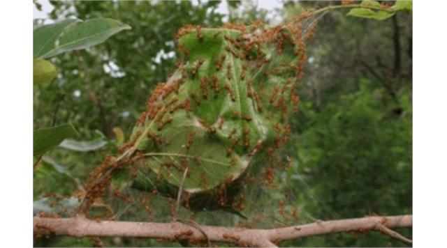 Bảo vệ và phát triển kiến vàng trong vườn cây ăn trái