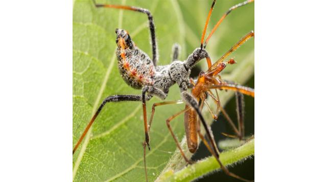 Cân bằng giữa côn trùng gây hại và thiên địch trong canh tác