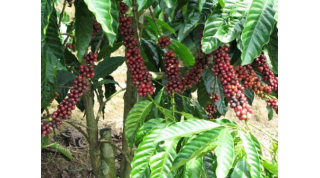 Lựa chọn vùng đất thích hợp để đầu tư trồng cà phê vối Robusta