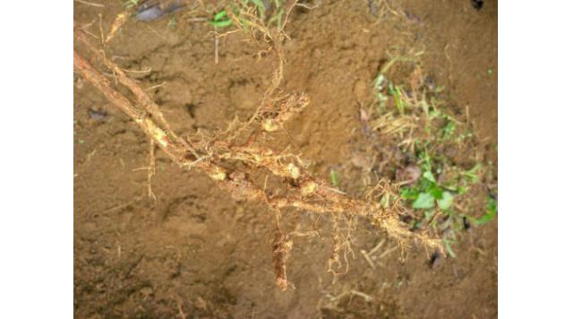 Nấm bệnh trong đất và nguyên nhân cây bị thối rễ