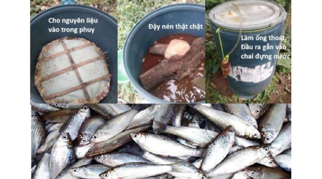Cách ủ phân cá làm phân bón