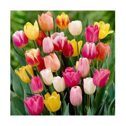 Củ Giống Hoa Tulip