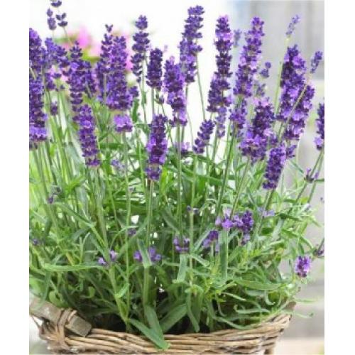 Hoa Oải hương Lavender