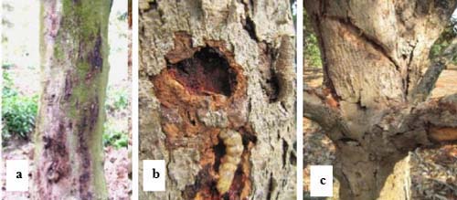 Côn trùng đục gỗ  Kiểm soát Côn trùng Dịch hại Pest Gard